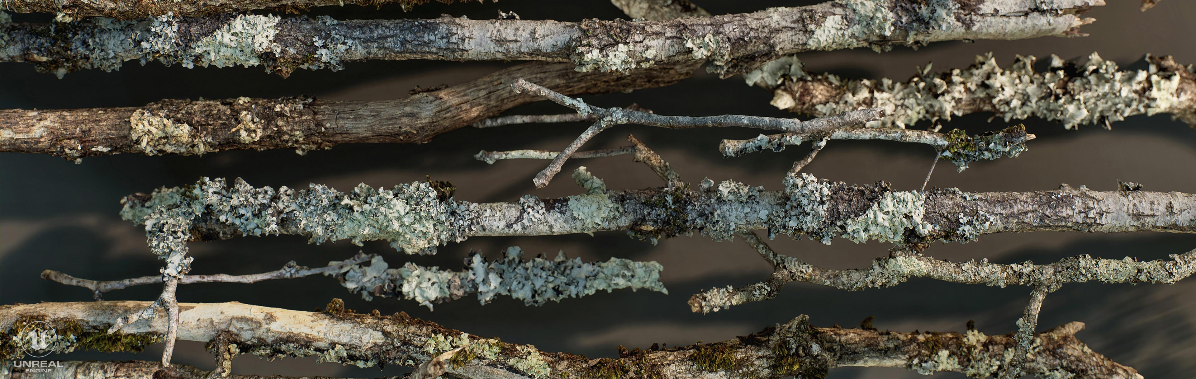 Oak trees