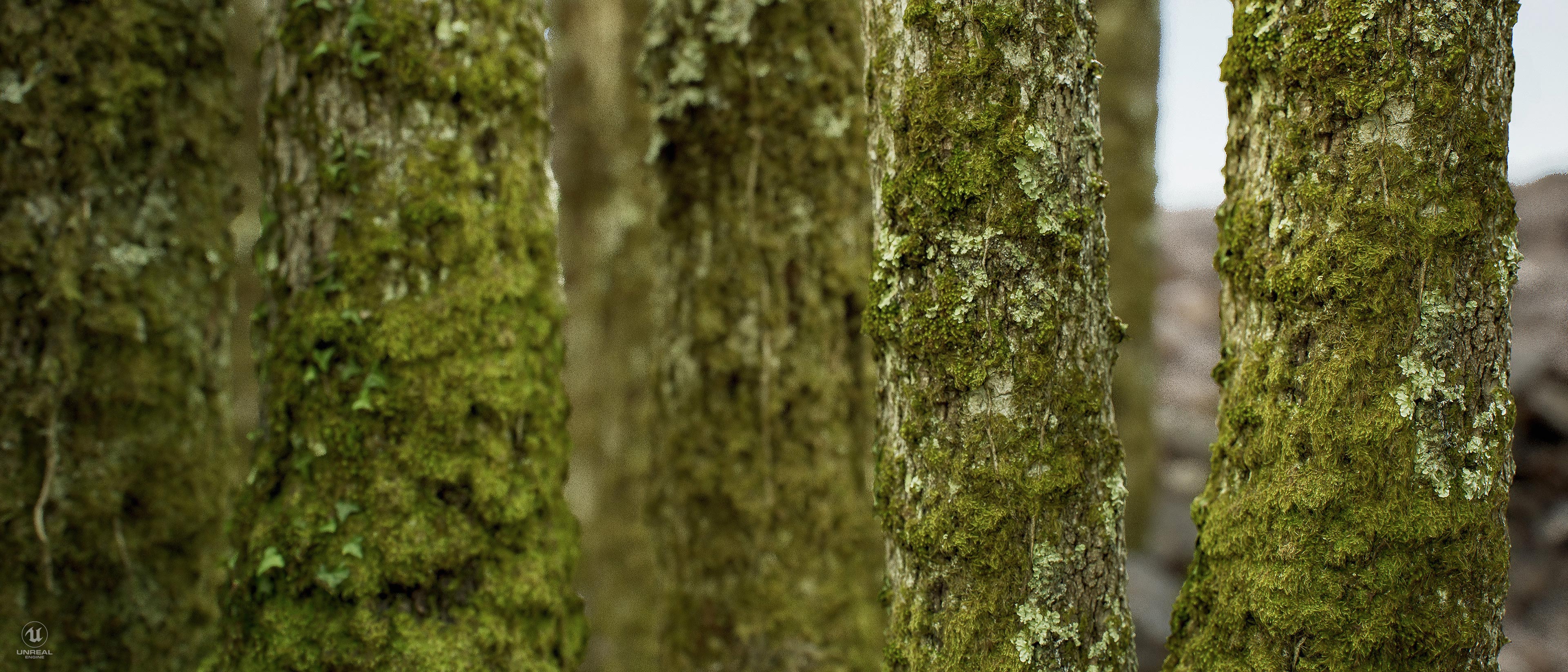 Oak trees